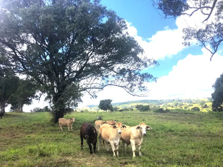 Fifth view of Homely rural property listing, 12684 D'Aguilar Highway, Yarraman QLD 4614