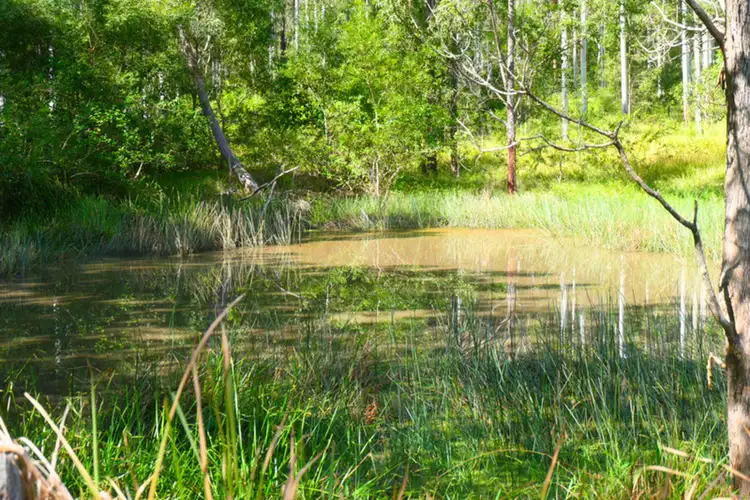 146 Mills Road, Bean Creek NSW 2469