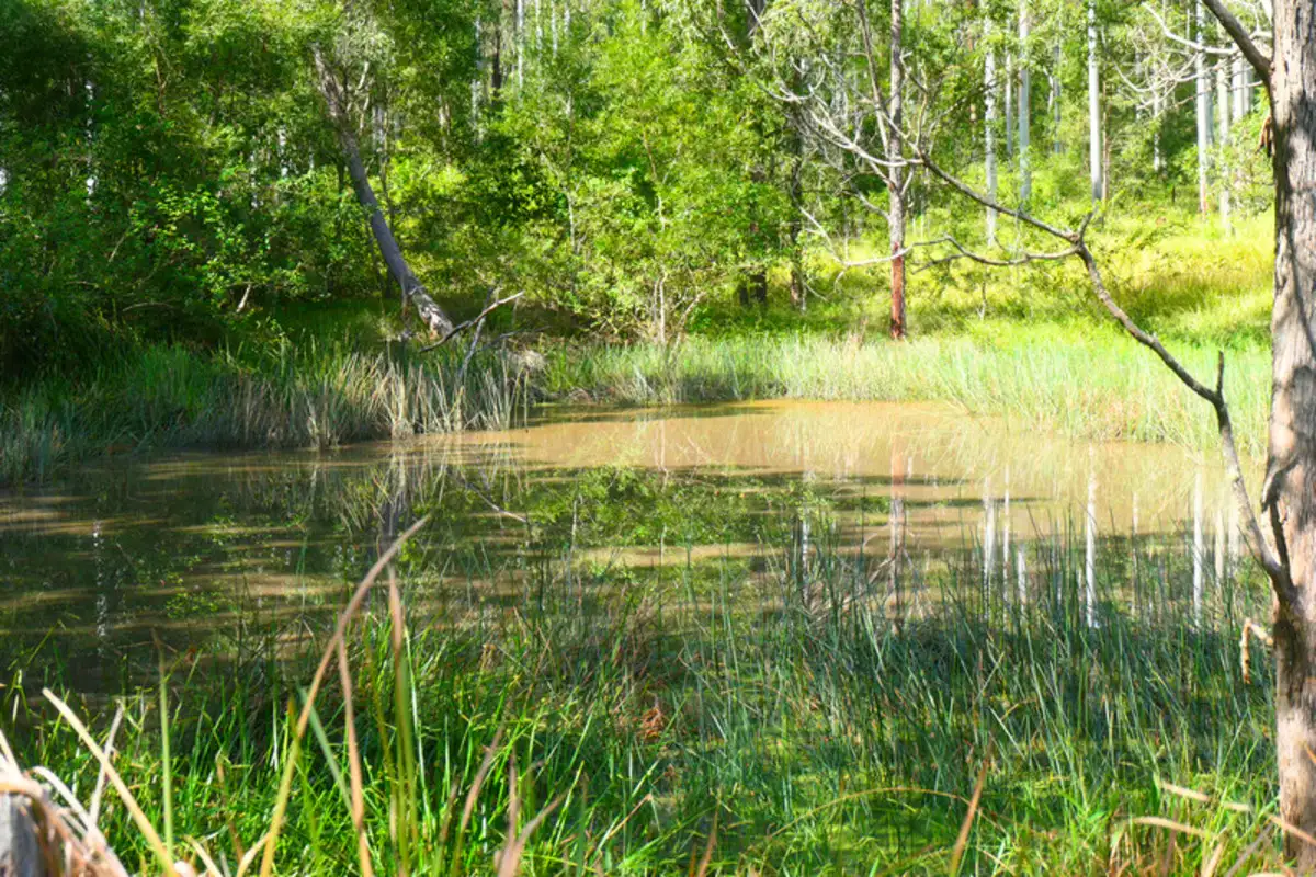 Main view of Homely rural property listing, 146 Mills Road, Bean Creek NSW 2469