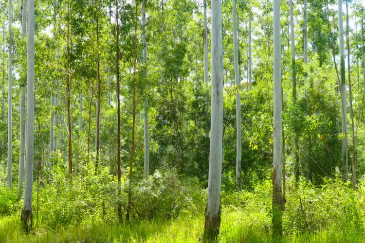 Fifth view of Homely rural property listing, 146 Mills Road, Bean Creek NSW 2469