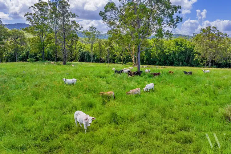 Fourth view of Homely rural property listing, 4015 Mary Valley Road, Brooloo QLD 4570