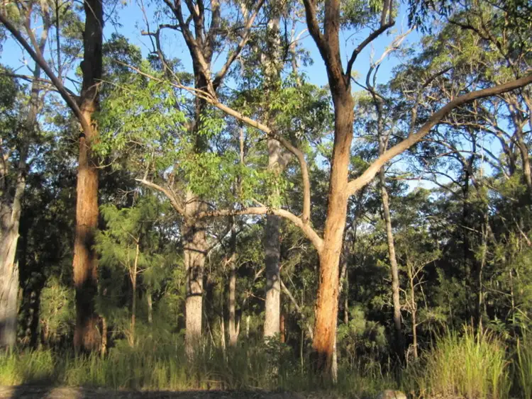 LOT 81, 452 Bruxner Road, Drake NSW 2469