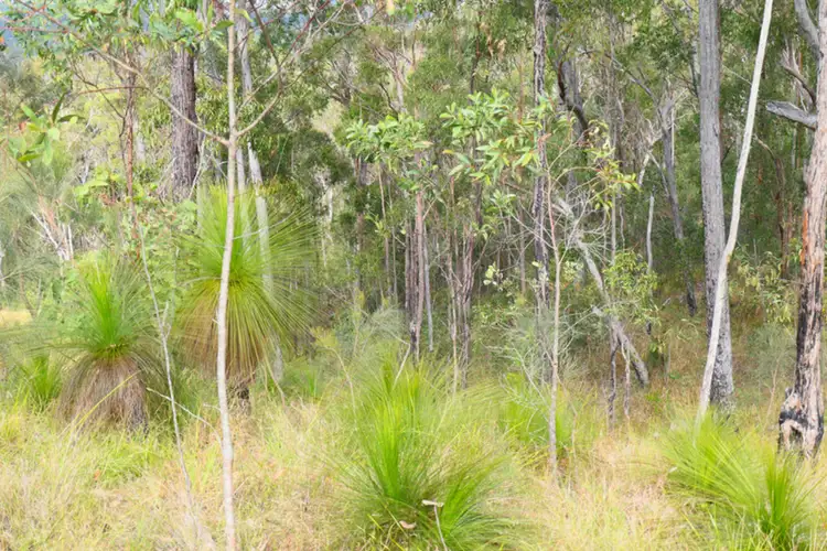 Fourth view of Homely rural property listing, LOT 81, 452 Bruxner Road, Drake NSW 2469
