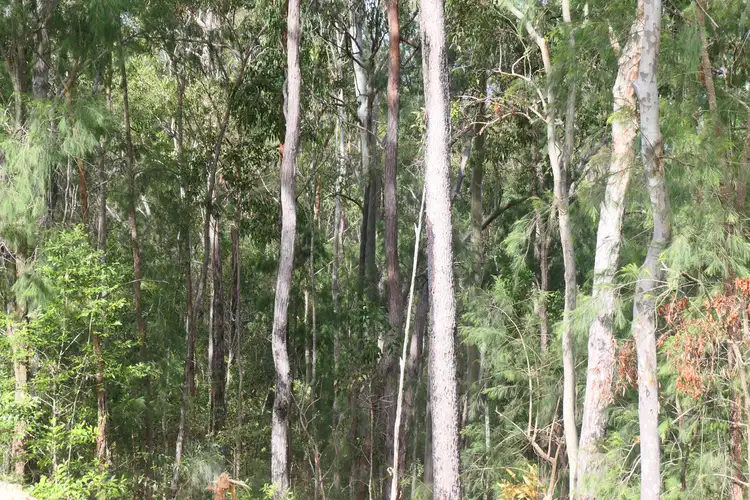 Fourth view of Homely rural property listing, LOT 81, 452 Bruxner Road, Drake NSW 2469
