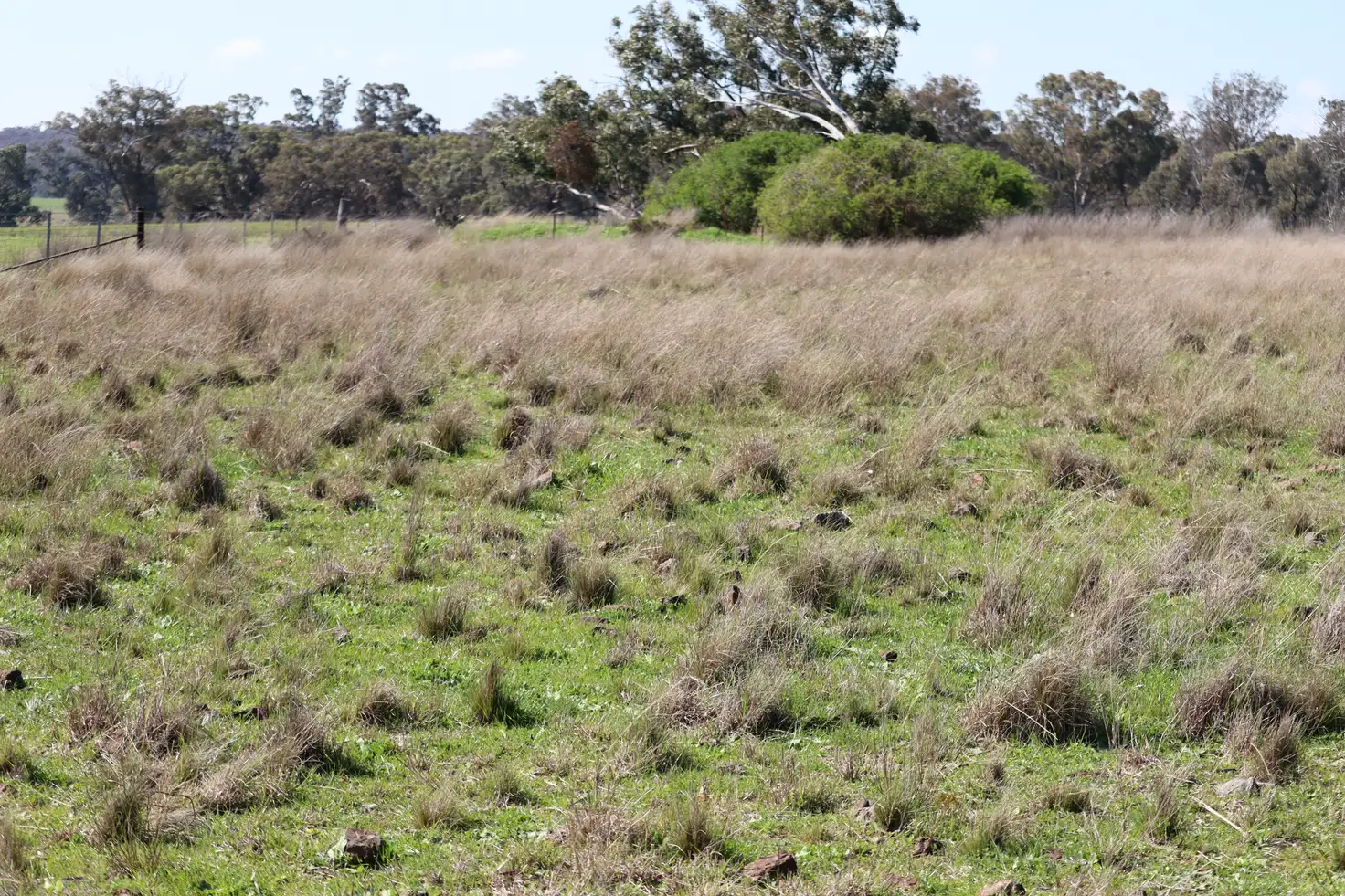 Main view of Homely land listing, 48 Dunedoo Street, Dunedoo NSW 2844