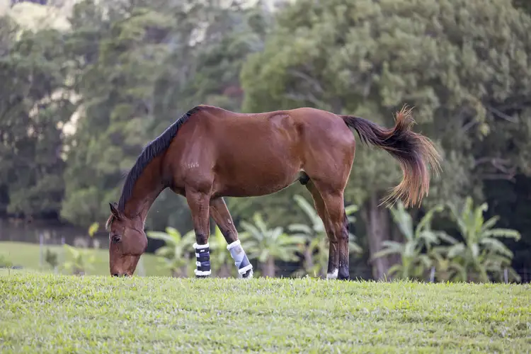 Fourth view of Homely house listing, 389 Cooloolabin Road, Cooloolabin QLD 4560