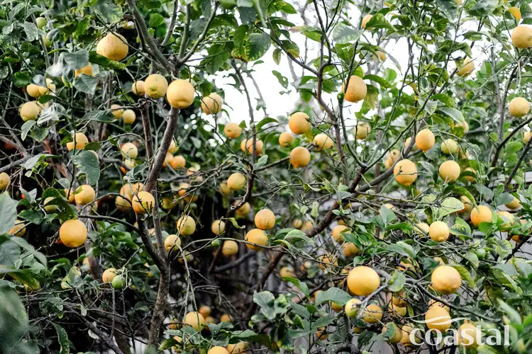 Fifth view of Homely house listing, 13 Appletree Place, Greenfields WA 6210