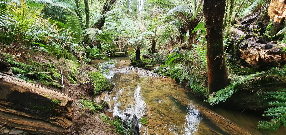 Main view of Homely rural property listing, 470 Phillips Track, Weeaproinah VIC 3237