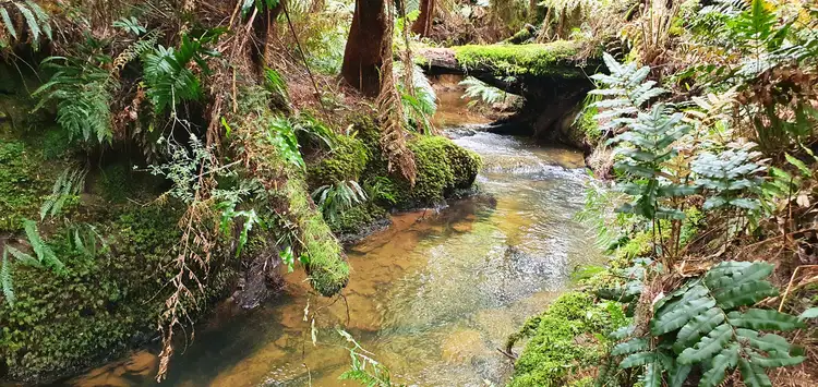 Second view of Homely rural property listing, 470 Phillips Track, Weeaproinah VIC 3237