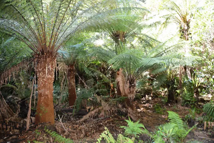 Third view of Homely rural property listing, 470 Phillips Track, Weeaproinah VIC 3237