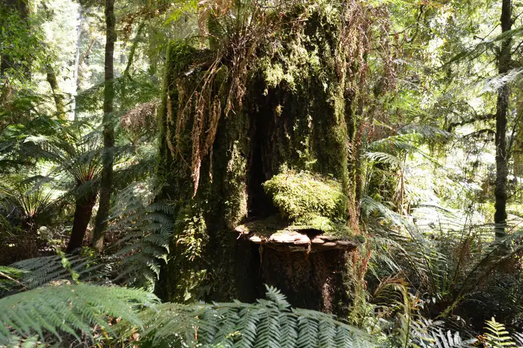 Fourth view of Homely rural property listing, 470 Phillips Track, Weeaproinah VIC 3237