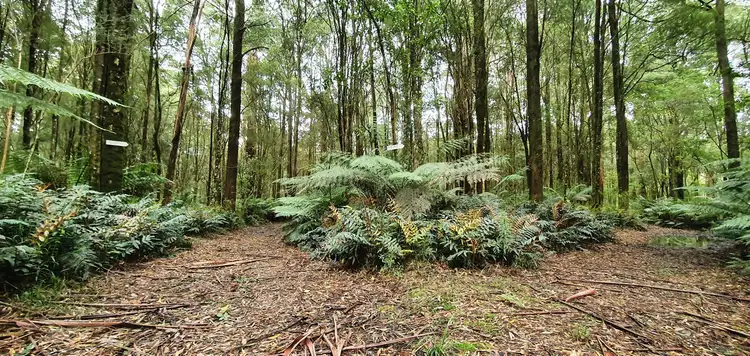 Sixth view of Homely rural property listing, 470 Phillips Track, Weeaproinah VIC 3237