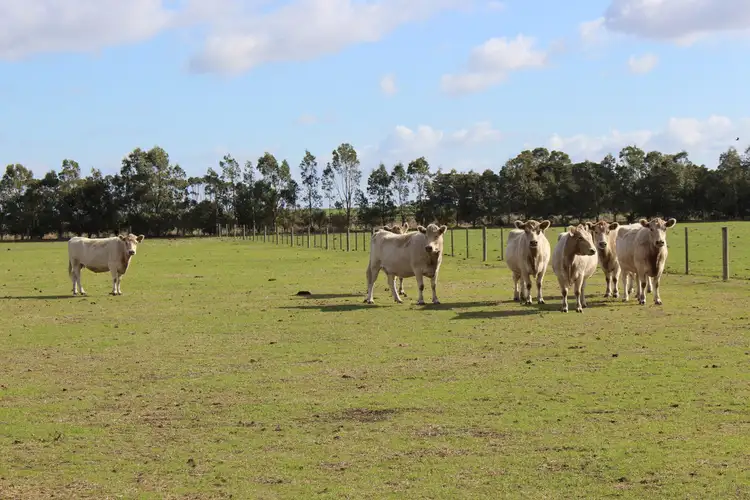 Main view of Homely rural property listing, 185 Pierces Road, Weering VIC 3251