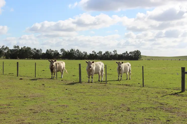 Third view of Homely rural property listing, 185 Pierces Road, Weering VIC 3251