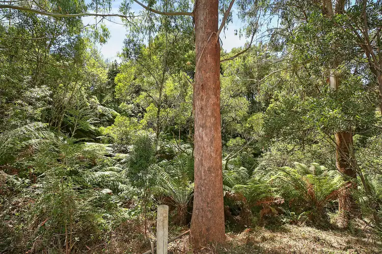 Fourth view of Homely rural property listing, 52-54 Old Main Road, Beech Forest VIC 3237