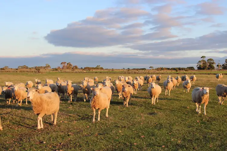 Main view of Homely rural property listing, Oppenheims Outlet Road, Pomborneit North VIC 3260