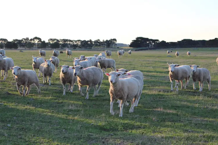 Third view of Homely rural property listing, Oppenheims Outlet Road, Pomborneit North VIC 3260
