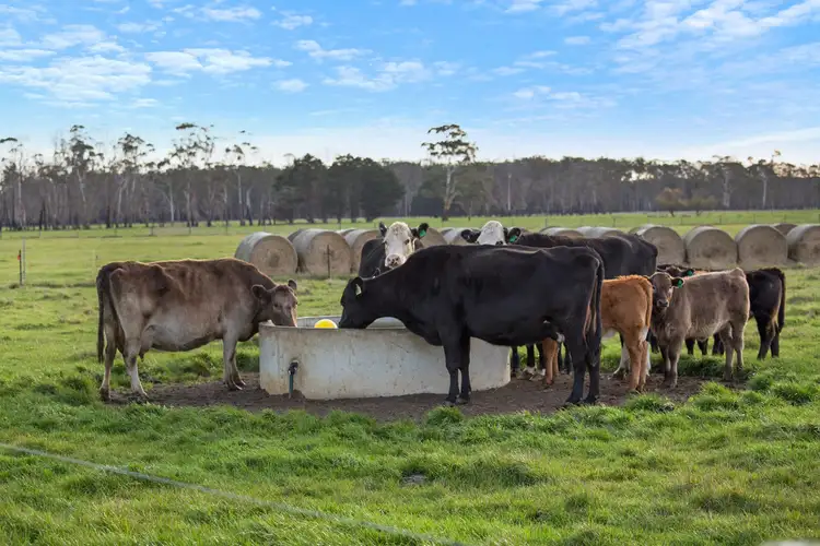 Third view of Homely rural property listing, 420 Cobden-South Ecklin Road, Elingamite North VIC 3266