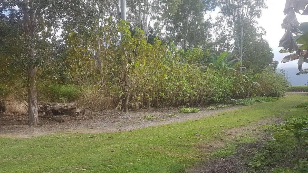 Main view of Homely land listing, 6 Turtle Street, Abergowrie QLD 4850