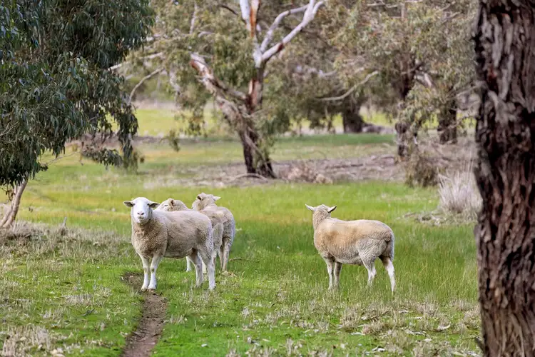 Fifth view of Homely house listing, 575 Pettavel Road, Freshwater Creek VIC 3217