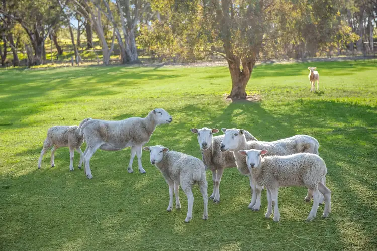 Fourth view of Homely house listing, 86 Wild Cherry Road, Lockwood South VIC 3551