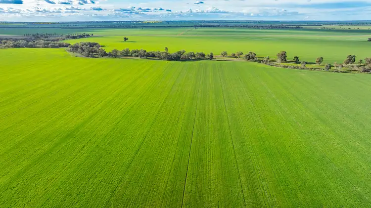 1250 Barracluffs Road, Bidgeemia NSW 2642