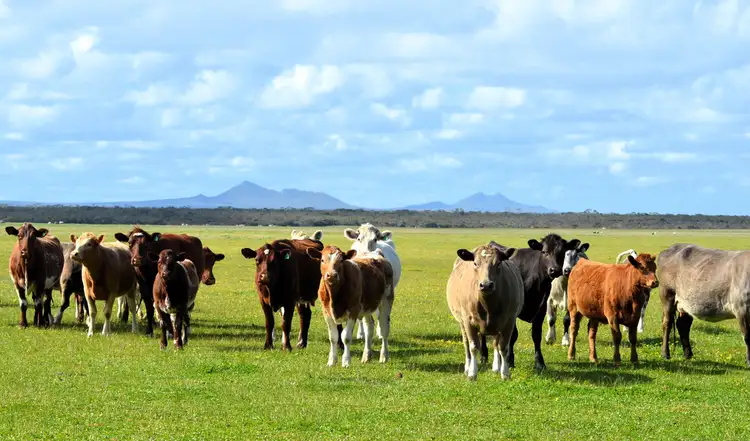 Fifth view of Homely rural property listing, Lot 1208 Borden-Bremer Bay Road, Bremer Bay WA 6338