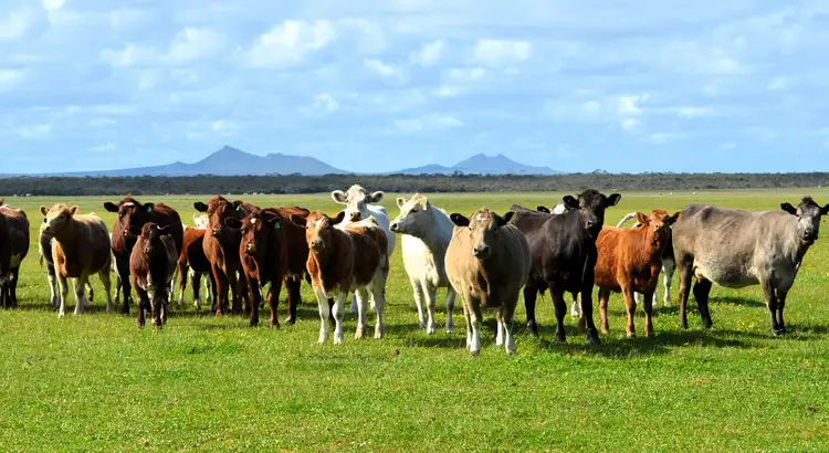 Seventh view of Homely rural property listing, Lot 1208 Borden-Bremer Bay Road, Bremer Bay WA 6338