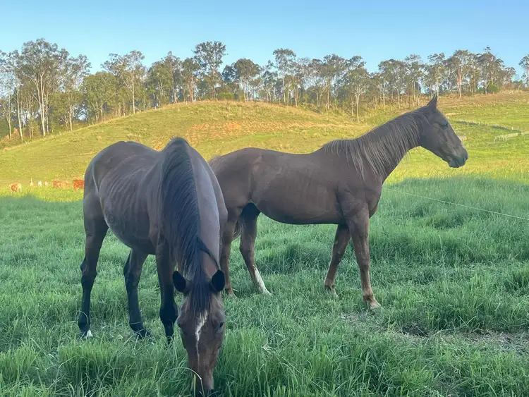 18 Calico Creek Road, Long Flat QLD 4570