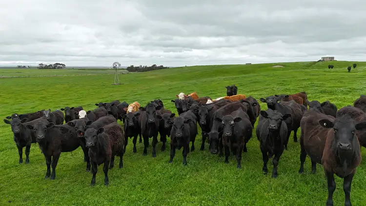 Second view of Homely rural property listing, 215 Cundare-Duverney Road, Cundare North VIC 3251