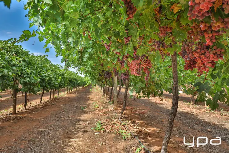 Third view of Homely rural property listing, 103-135 Reserve Road, Piangil VIC 3597