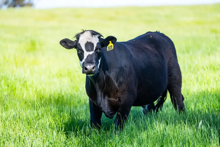 Third view of Homely rural property listing, 16 McGee Road, Cornishtown VIC 3683