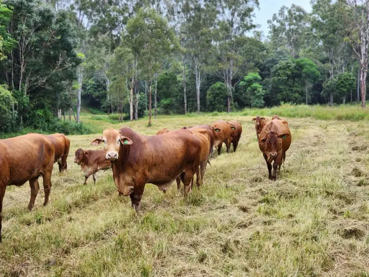 Sixth view of Homely land listing, Lot 3 Kanigan Road, Kanigan QLD 4570