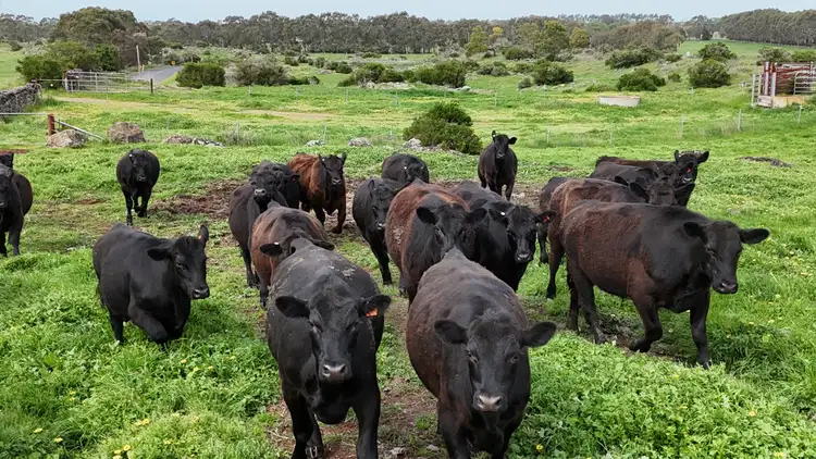 Second view of Homely rural property listing, 2103 Princes Highway, Swan Marsh VIC 3249