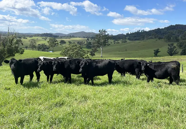 Fourth view of Homely rural property listing, 169 Cochranes Road, Wolumla NSW 2550