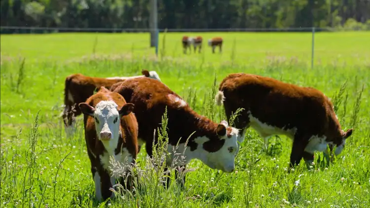 LOT 41, 271 Lemon Tree Creek Road, Termeil NSW 2539