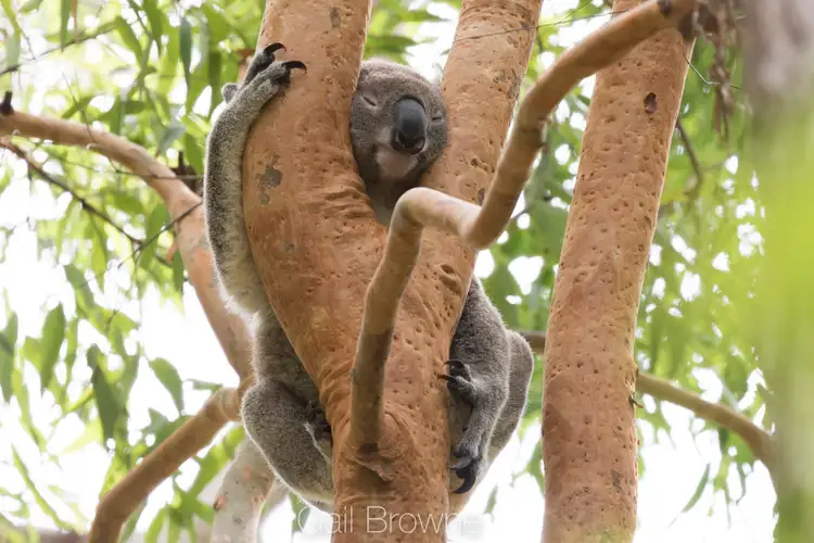 10 Piccabeen Street, Doonan QLD 4562