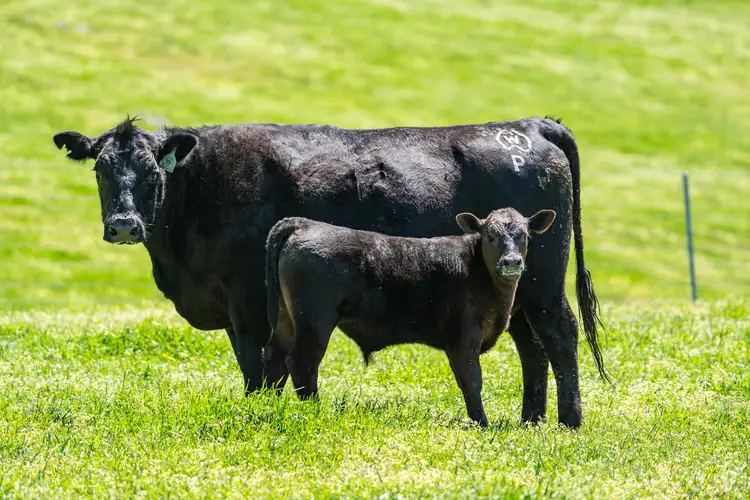 Seventh view of Homely rural property listing, 3465 Murray Valley Highway, Berringama VIC 3691