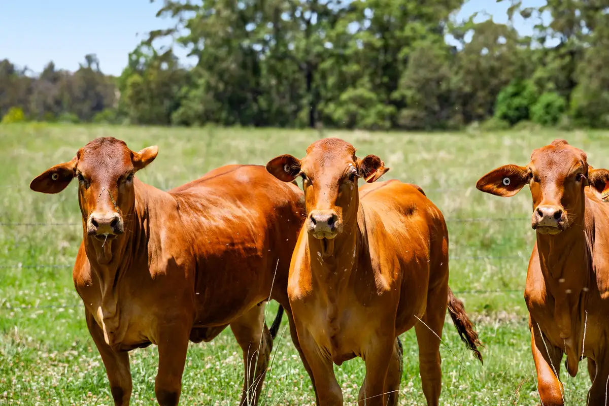 Main view of Homely rural property listing, 1334 Palms Road, Upper Yarraman QLD 4614