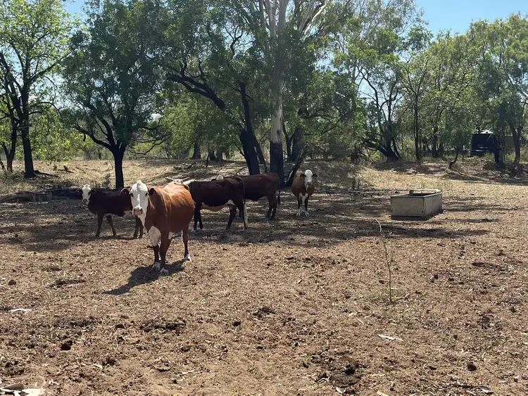 Fourth view of Homely rural property listing, "Carbethon" Lot 3 Turrawulla Road, Turrawulla QLD 4742