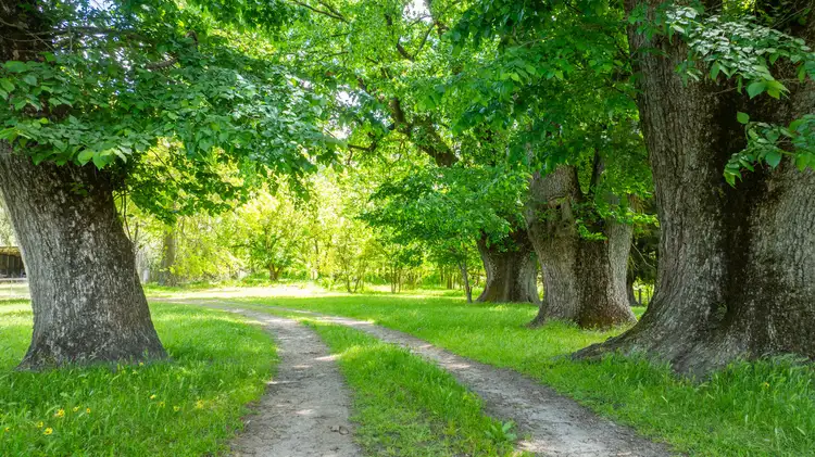 Third view of Homely rural property listing, 672 Lima East Road, Lima East VIC 3673