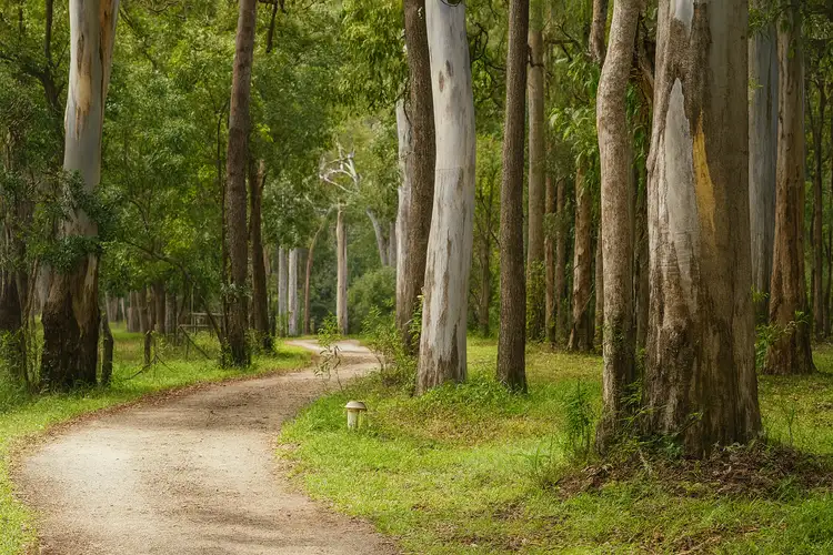 Sixth view of Homely house listing, 157 Maximillian Road, Noosa North Shore QLD 4565