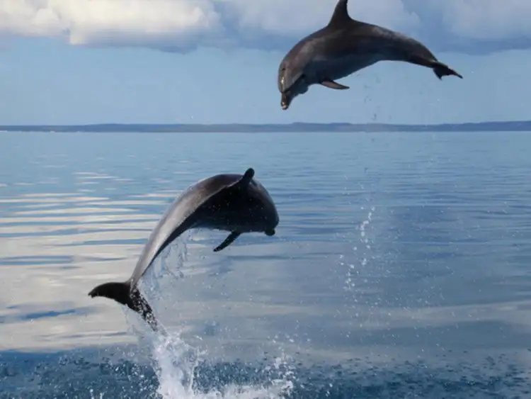 Fourth view of Homely rural property listing, Lot 69 Albert Crescent, Booral QLD 4655