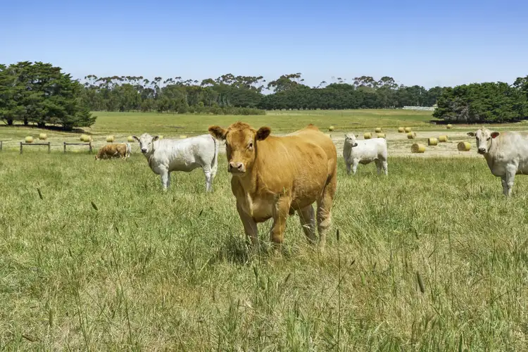 Fifth view of Homely rural property listing, 975 Warrowie Road, Irrewarra VIC 3249