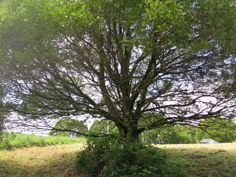 Third view of Homely land listing, 20 Dehnerts Track, Beech Forest VIC 3237