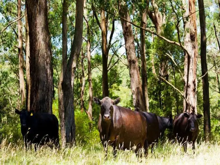 Second view of Homely rural property listing, 5500 Great Ocean Road, Yuulong VIC 3237
