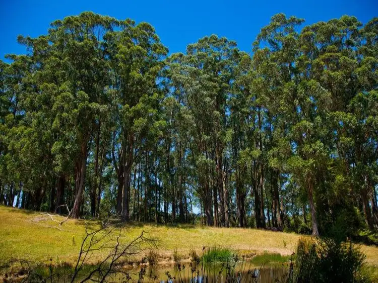Fifth view of Homely rural property listing, 5500 Great Ocean Road, Yuulong VIC 3237