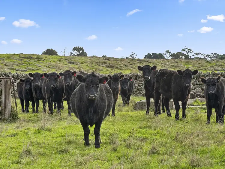 Fifth view of Homely rural property listing, 80 Morrells Road, Ondit VIC 3249