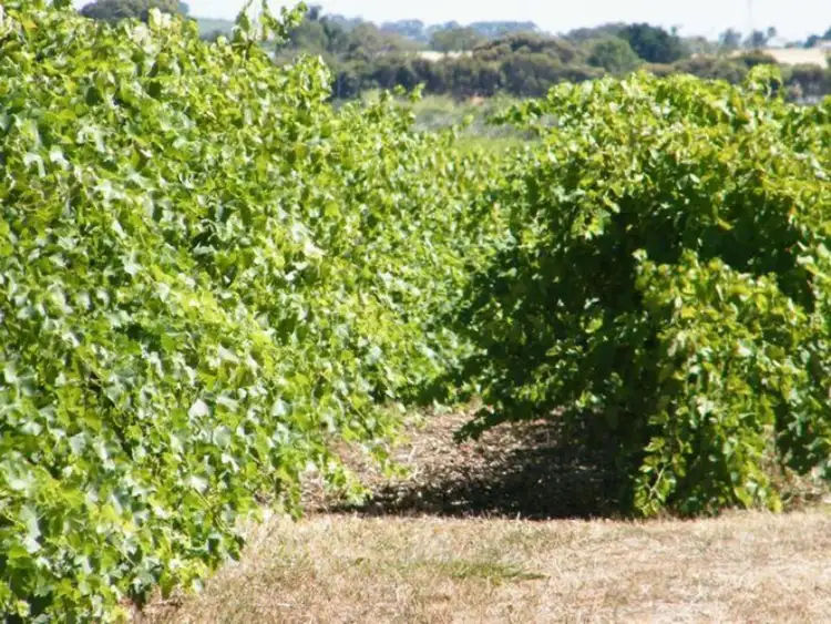 Fifth view of Homely rural property listing, Lot 300 Little Road, Willunga SA 5172