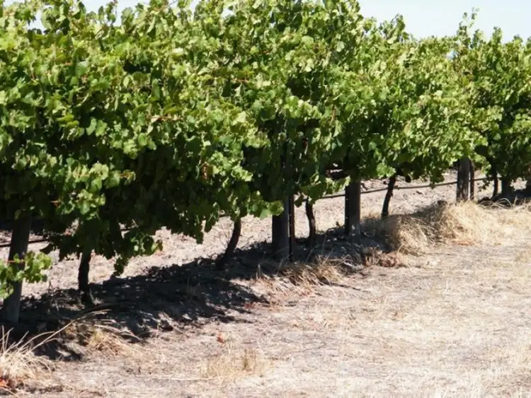 Sixth view of Homely rural property listing, Lot 300 Little Road, Willunga SA 5172